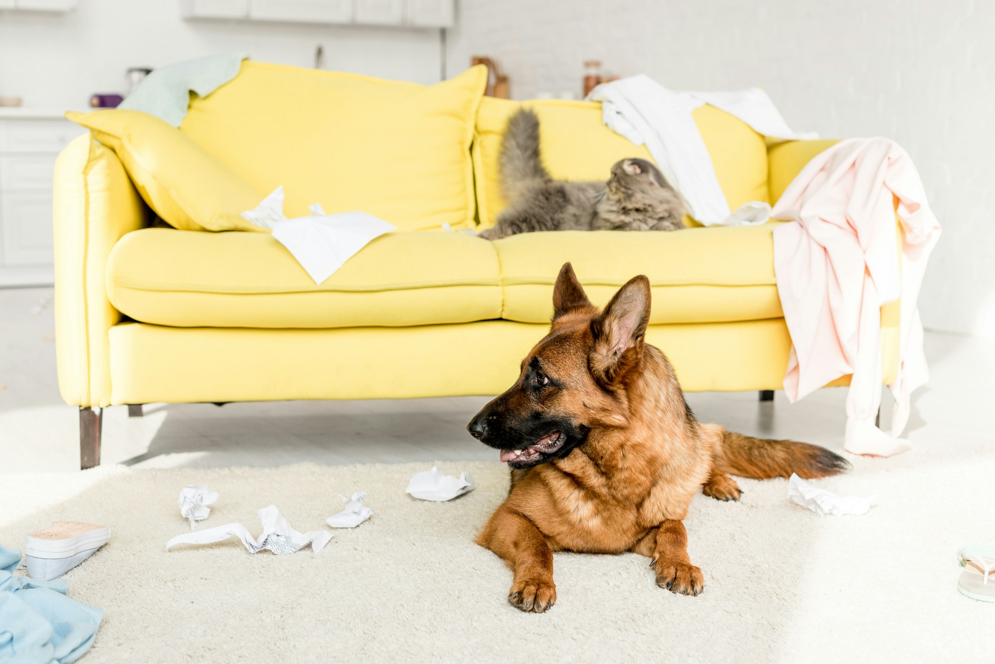 cute and grey cat lying on yellow sofa and German Shepherd lying on floor in messy apartment